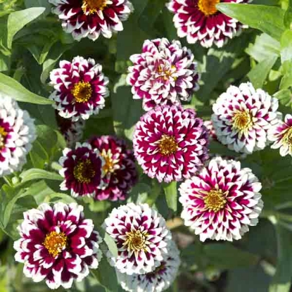 Picture of Zinnia Haageana - Jazzy Red